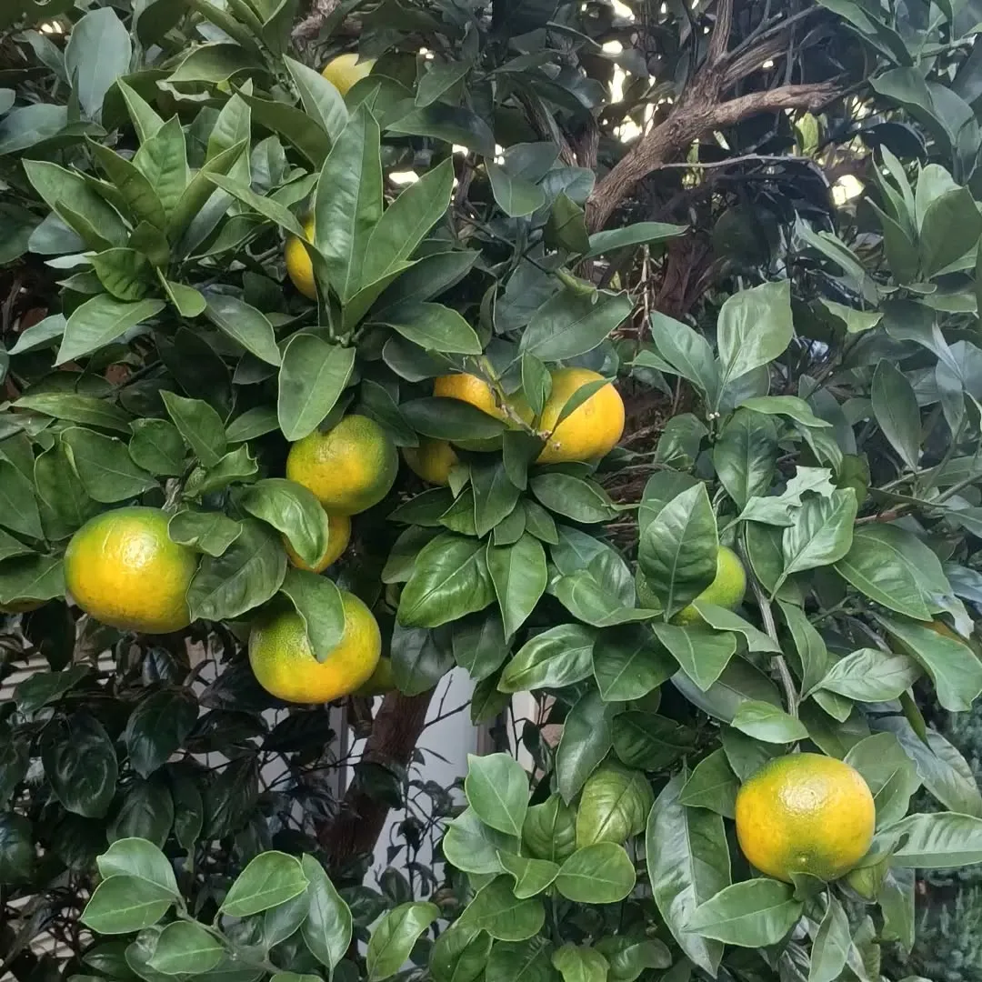 みかん🍊黄色くなってきました。
