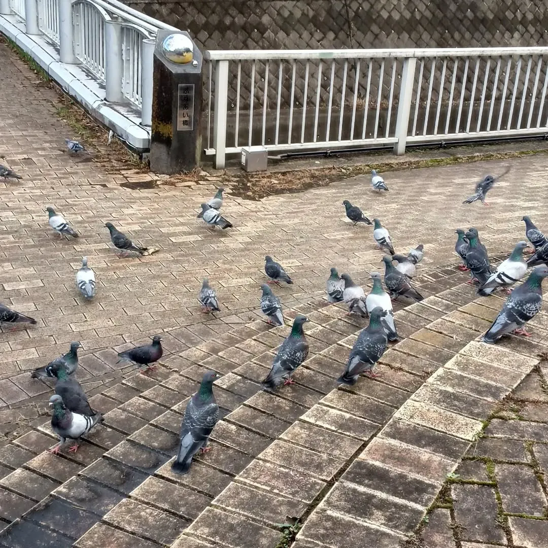 鳩がよってきました。
